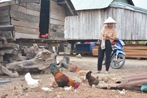Vươn lên thoát nghèo nhờ mô hình chăn nuôi của chị Nay H’Jun